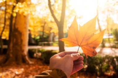 Sonbaharda alacakaranlıkta elinde yaprak tutan tanınmaz bir adam.