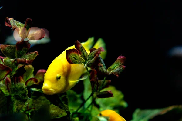 Yellow fish in the foreground swimming with other fish inside an aquarium with a black background.