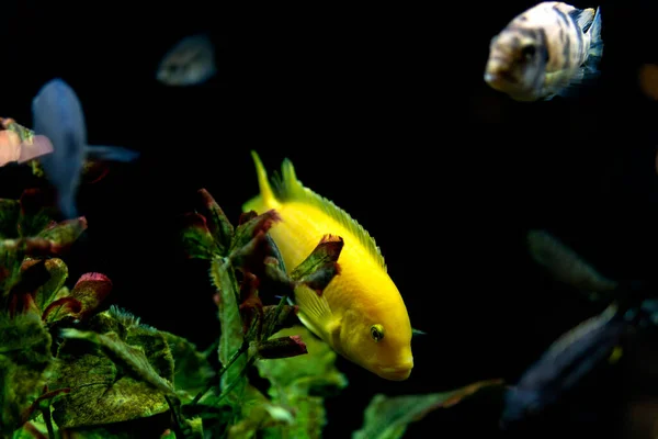 Yellow fish in the foreground swimming with other fish inside an aquarium with a black background.