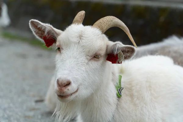 Goat Close Street Farm Norway — Stok fotoğraf