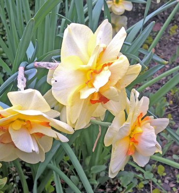 daffodils are very popular flowers in Poland, you can meet them in many polish gardens in early spring