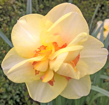 daffodils are very popular flowers in Poland, you can meet them in many polish gardens in early spring