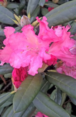 rododendron - rhododendron or azalea, is a type of woody plant, very popular in Asia and Europe