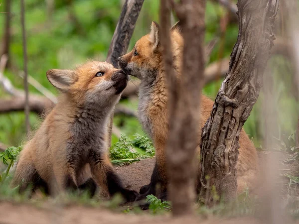 二匹の狐が遊ぶ — ストック写真