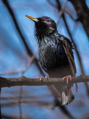 Yumuşak sabah ışığında tünemiş bir sığırcık.