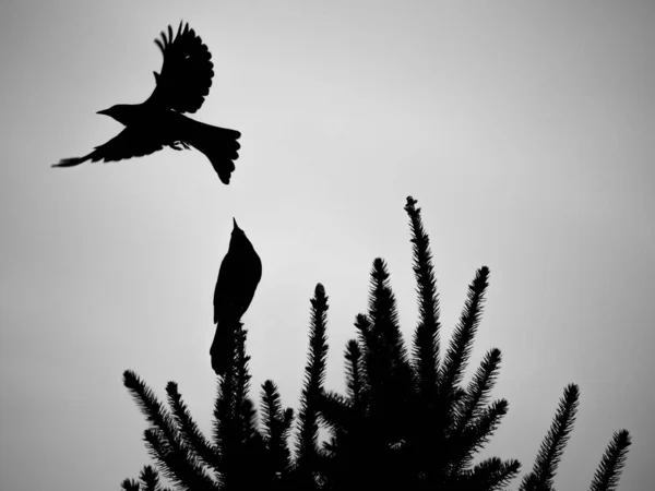 Empoleirado Voador Grackles Comuns — Fotografia de Stock