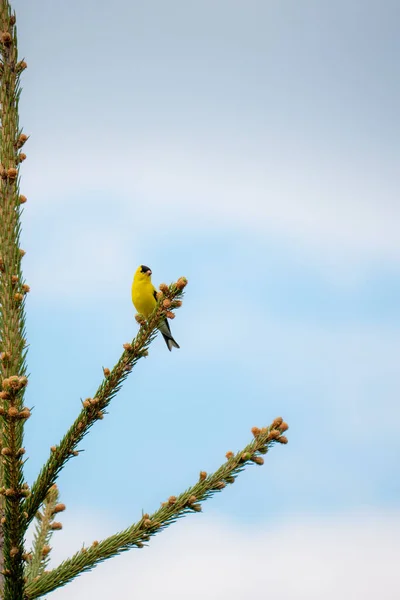 Goldfinch Empoleirado Ramo — Fotografia de Stock