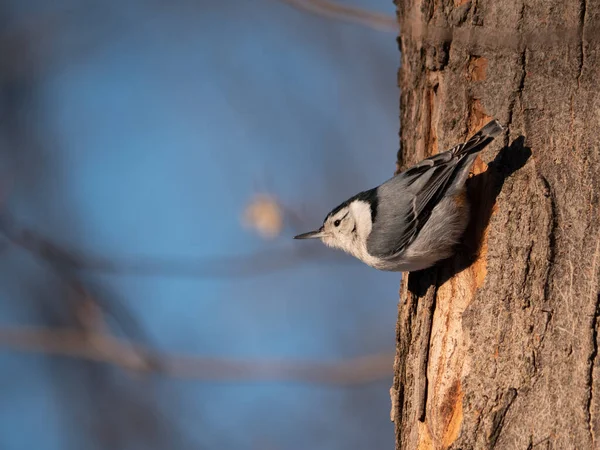 Bledý Nuthatch Zlatém Světle — Stock fotografie