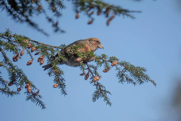 Young Male Two Barred Crossbill — Stok Foto