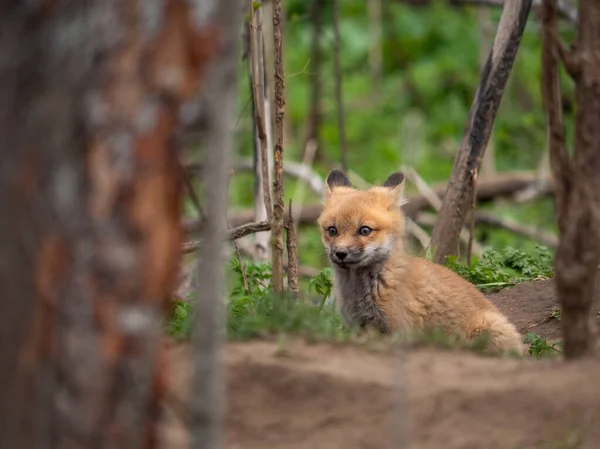 Fox Unge Leker Utanför Sin Lya — Stockfoto