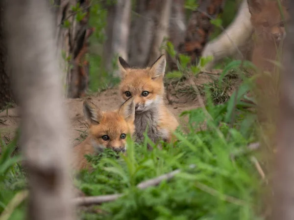 Fox Cachorros Jugando Fuera Guarida —  Fotos de Stock