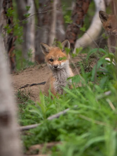 Fox Cuccioli Giocare Fuori Della Loro Tana — Foto Stock