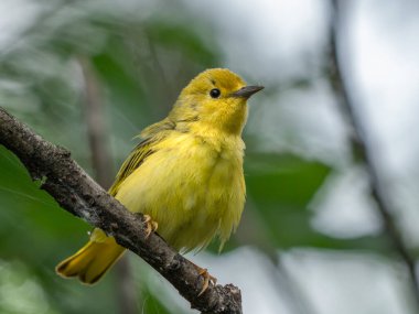 Güzel bir Amerikan ötleğeni ormandaki bir dala tünemiş.