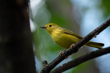 Güzel bir Amerikan ötleğeni ormandaki bir dala tünemiş.