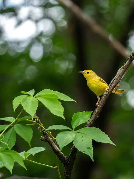 Μια Όμορφη Αμερικανική Κίτρινη Warbler Σκαρφαλωμένο Ένα Κλαδί Στο Δάσος — Φωτογραφία Αρχείου