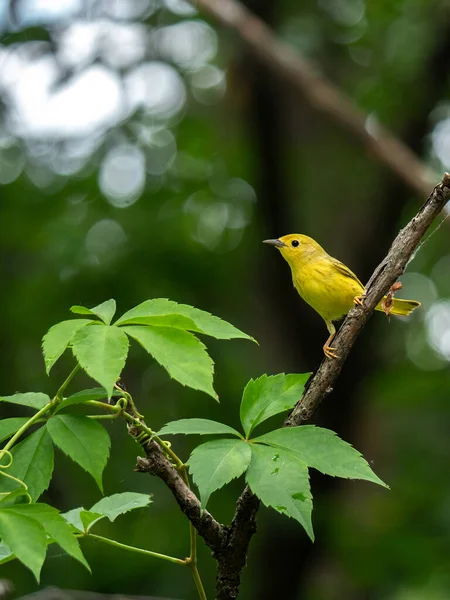 Ein Schöner Amerikanischer Gelbsänger Hockt Auf Einem Ast Wald — Stockfoto