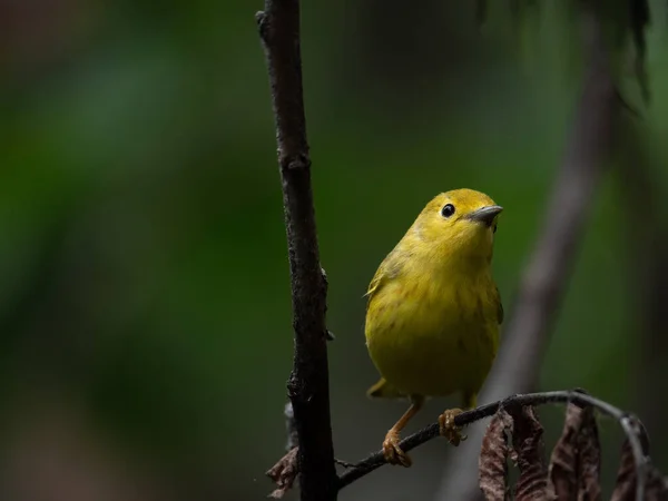 Ein Schöner Amerikanischer Gelbsänger Hockt Auf Einem Ast Wald — Stockfoto