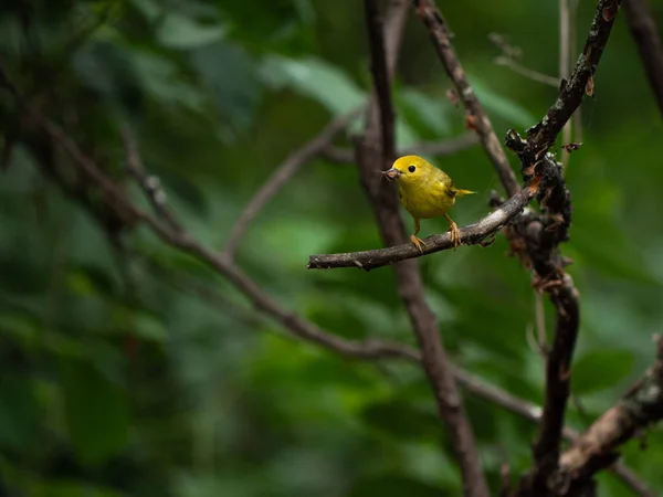 Ein Schöner Amerikanischer Gelbsänger Hockt Auf Einem Ast Wald — Stockfoto