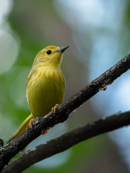 Ein Schöner Amerikanischer Gelbsänger Hockt Auf Einem Ast Wald — Stockfoto