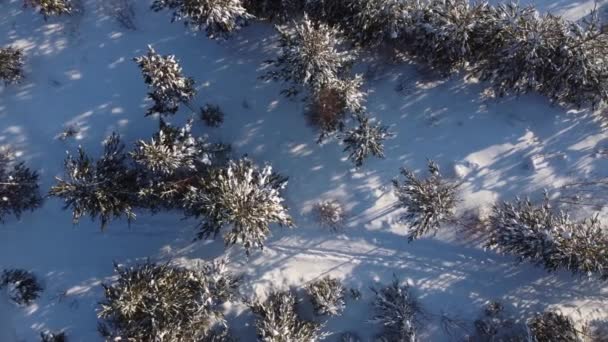 Dog Walking Snowy Forest Aerial View — стоковое видео