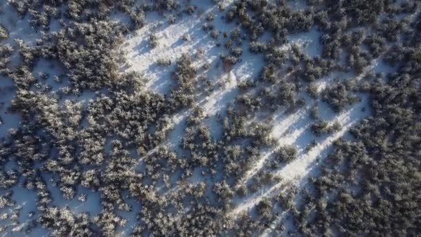 Sunny Winter Forest Aerial View — Wideo stockowe