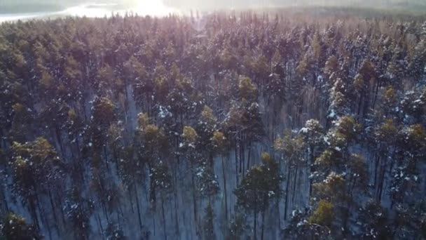 Létat Nad Věčně Zeleným Zimním Lesem Sněhem Zářícím Slunci — Stock video