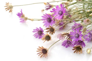 Helichrysum çiçekleri açık arkaplanda pembe mor bir tarla.