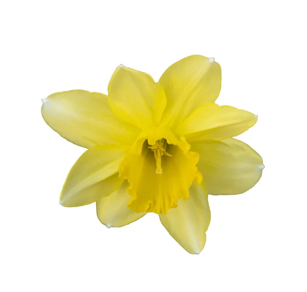 Yellow Narcissus Flower Isolated White Background — Stock Photo, Image