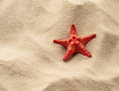 kum üzerinde kırmızı deniz yıldızı yakın çekim