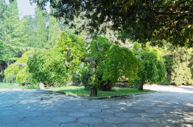 Karantina sırasında insanların olmadığı boş bir park, bir koronavirüs salgını. Çiçek açan ağaçları olan güneşli bir yaz çimenliği