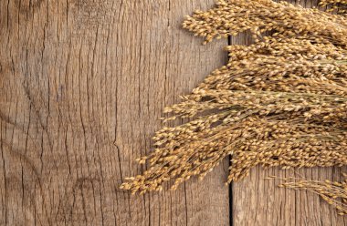 Millet ahşap bir masada filizleniyor..