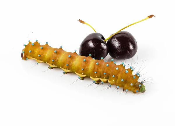 Grande Lagarta Vestida Amarela Comendo Cerejas Maduras Fundo Branco — Fotografia de Stock