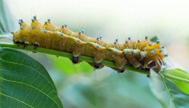 Parlak, büyük, zarif sarı tırtıl yaprakları yer ve bir ağaçta sürünür..