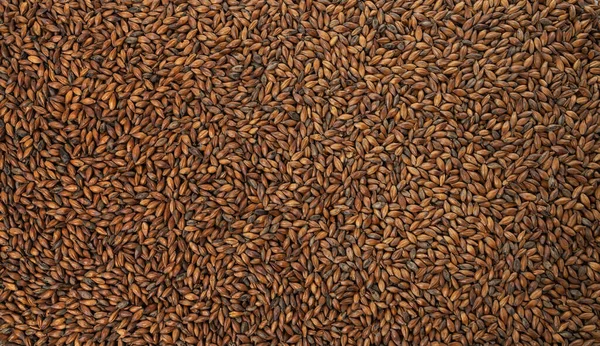 チョコレート麦芽大麦 スパークリングビールの成分 — ストック写真