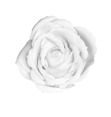 Beyaz arkaplanda yapay siyah beyaz gül