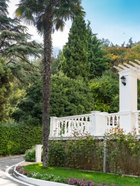 Güzel kozalaklı çam ağaçları, yanında palmiye ağaçları.