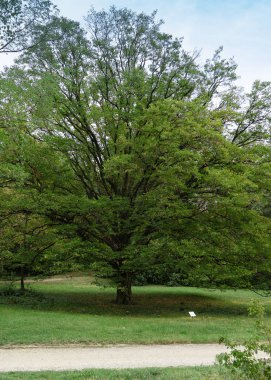Yeşil ağaç ve mavi gökyüzü, park, güneşli gün