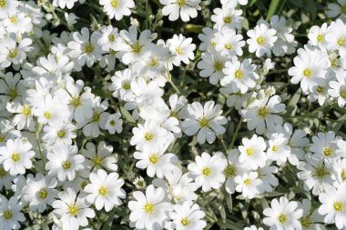 Cerastium, Caryophyllaceae familyasına ait yıllık, yıllık veya daimi bitki cinsidir. Genellikle onlara fare kulaklı civciv otu denir..