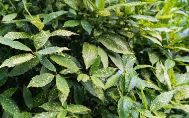 Aucuba japonica Variegata bitki, sarı lekeler ile yeşil yaprakları