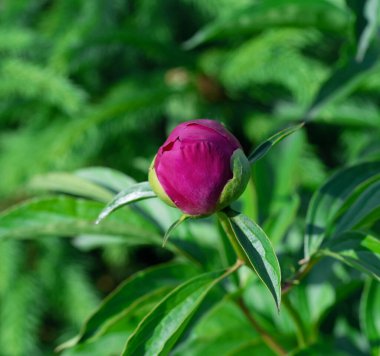 Güzel bir yakın plan görüntüsü şakayık çiçeği tomurcuğu, yemyeşil yaprak yapraklarıyla çevrili kırmızı bir bakış gösteriyor..