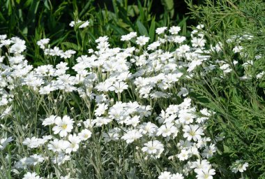 Cerastium, Caryophyllaceae familyasına ait yıllık, yıllık veya daimi bitki cinsidir. Genellikle onlara fare kulaklı civciv otu denir..