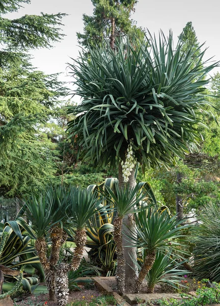 Yucca Gloriosa Adams Nål Spansk Dolk Romerskt Ljus Kulle Lilja — Stockfoto