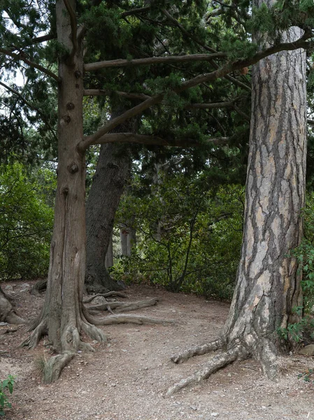 Ogromne Drzewo Dużymi Korzeniami Ścieżka Górskim Lesie — Zdjęcie stockowe