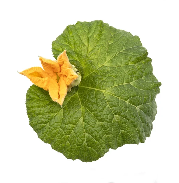 Hoja Calabacín Verde Con Flor Sobre Fondo Blanco — Foto de Stock