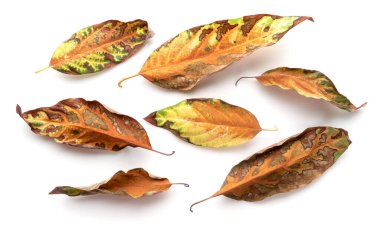 Sonbahar avokado yaprakları beyaz arka planda izole. sarı ve kırmızı yaprak koleksiyonu.