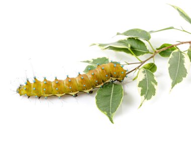 Parlak sarı tırtıl beyaz arka planda yeşillik yiyor..