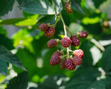 Böğürtlenler yakın planda. Blackberry Çalı. Böğürtlen topluyorum. Yeşil arka planda olgun böğürtlenler. Vejetaryenler için sağlıklı yiyecekler.