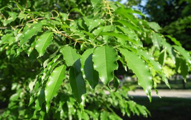 Kokulu kırmızı kiraz yapraklarıyla genç dallar.