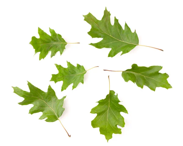 Conjunto Hojas Roble Verde Aisladas Blanco — Foto de Stock