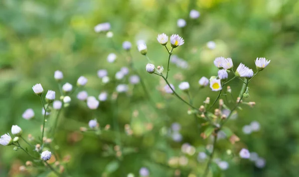 Çimenlerdeki Kır Çiçekleri Gümüşten Rlanda Stok Fotoğraf